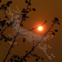 i take pictures of birds cover art