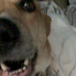 God Gave Him a Wolf's Heart (outtakes 2022) cover art