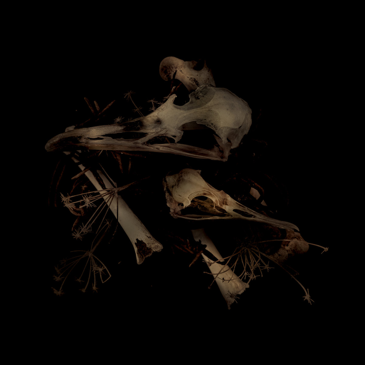 Años de Rechazo cover art