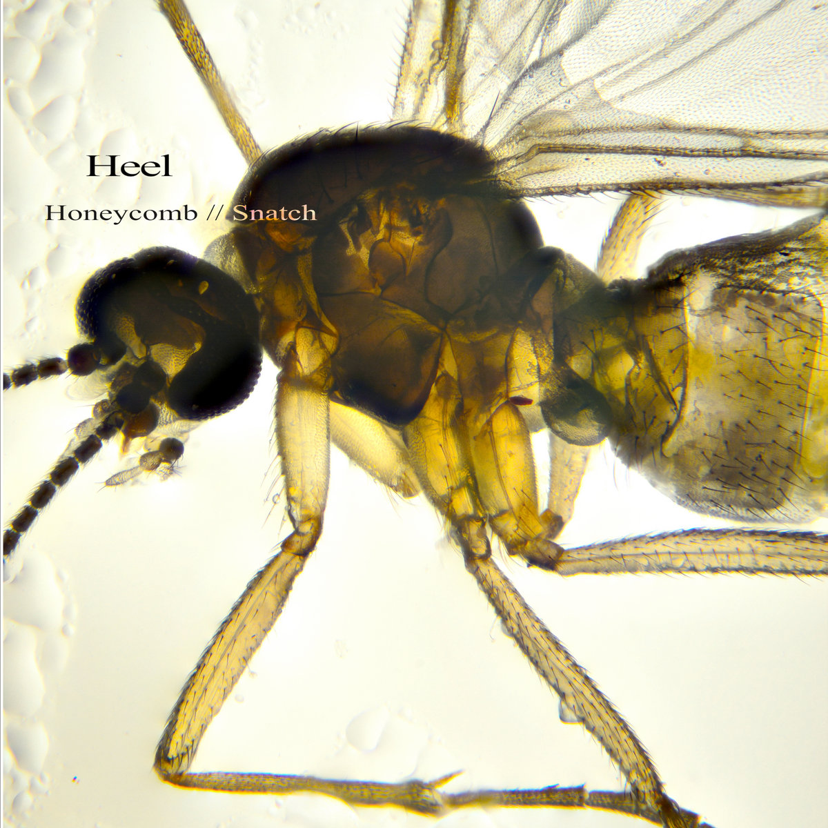 Honeycomb//Snatch cover art